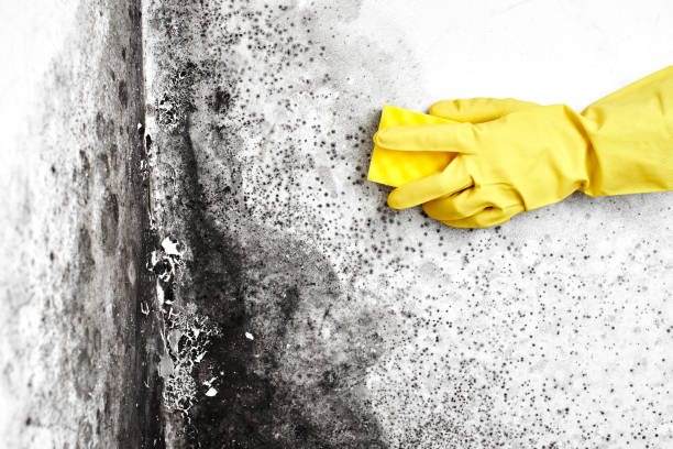 Best Office Mold Removal Services  in Robie Creek, ID