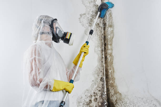 Best Residential Mold Removal  in Robie Creek, ID