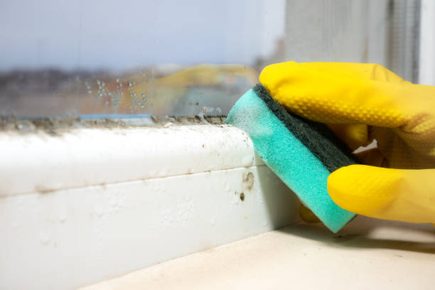 Best Mold Removal Company Near Me  in Robie Creek, ID