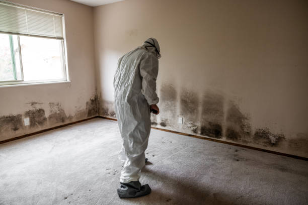 Best Crawl Space Mold Removal  in Robie Creek, ID