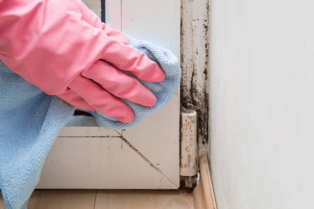 Certified Mold Removal in Robie Creek, ID