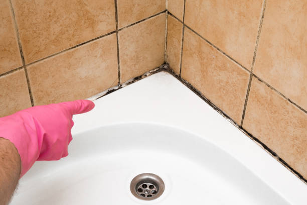 Best Fast Mold Removal  in Robie Creek, ID