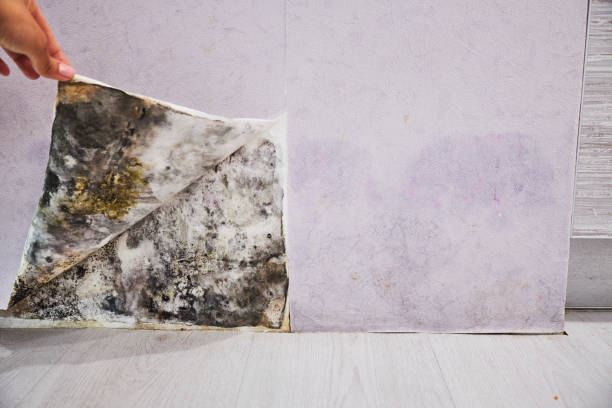 Best Best Mold Removal Companies  in Robie Creek, ID